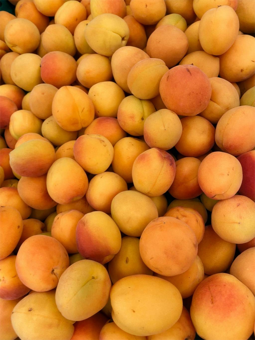 Comment réussir une tarte aux abricots fondante et gourmande