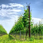 Famille sabon : la saga familiale derrière le clos du mont olivet